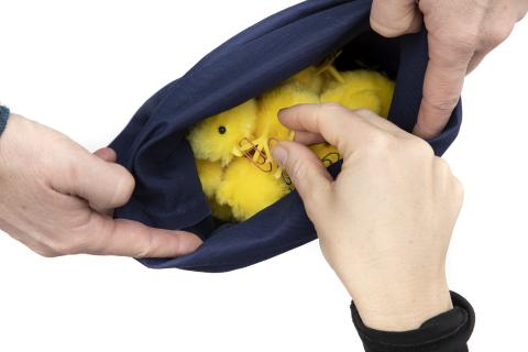 438 - Kyllinger på ski II